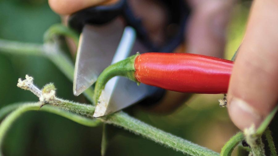 ciseaux à herbes Solid SP220 Fiskars ciseaux à herbes Solid SP220 Fiskars